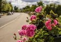 Krantinės gatvė pasipuošė gėlėmis