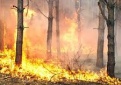 Dėl fizinių asmenų lankymosi miškuose uždraudimo