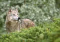 Informacija dėl vilkų ūkiniams gyvūnams padarytos žalos