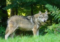 Ūkininkai vėl galės kreiptis paramos ir įsigyti nuo vilkų saugančių elektrinių aptvarų