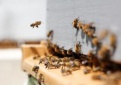 Bitininkai kviečiami kreiptis paramos dėl papildomo bičių maitinimo 