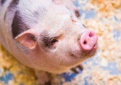 Ūkiams nuo afrikinio kiaulių maro saugoti – papildomas kvietimas teikti paraiškas ir 1,8 mln. eurų paramos