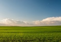 Kokių reikalavimų būtina laikytis sėjant posėlį