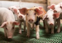 Prasideda trečiasis paraiškų dėl valdų modernizavimo priėmimo etapas 
