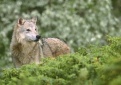Kvietimas teikti paraiškas ūkininkams, norintiems gauti paramą apsisaugoti nuo ūkinius gyvulius puolančių vilkų