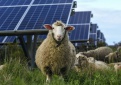 Kviečiame į nuotolinį renginį dėl paramos saulės elektrinėms