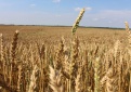 Kviečiame pasinaudoti galimybe gauti iki 80 tūkst. eurų bearimių technologijų sėjamajai įsigyti