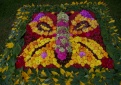 Kupiškėnus džiugino vaikučių darytų floristinių kilimų margumynai 