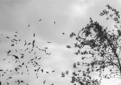 PERSPĖJIMAS APIE PAVOJINGĄ METEOROLOGINĮ REIŠKINĮ – VĖJĄ