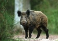 Alizavos seniūnijos Ząsinyčių ir Skrostinių miškų teritorijos užkrėstos trichinelioze