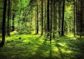 Ribojamas fizinių asmenų lankymasis miškuose